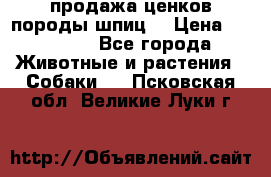 продажа ценков породы шпиц  › Цена ­ 35 000 - Все города Животные и растения » Собаки   . Псковская обл.,Великие Луки г.